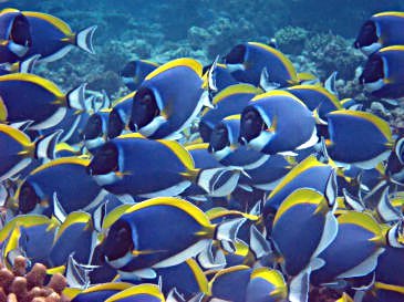 maldives2A9.jpg