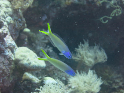 palau248.jpg