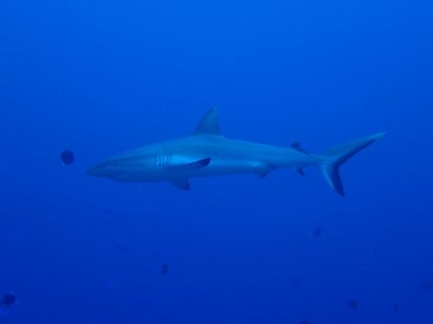 palau519