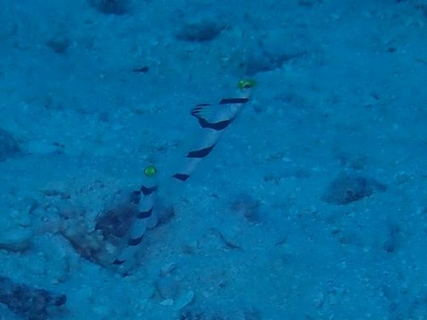 palau564