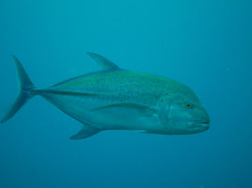 similan125.jpg