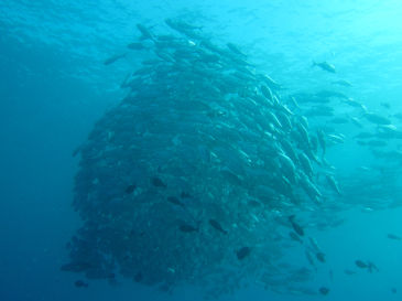 palau135.jpg