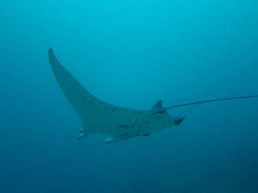 palau109.jpg