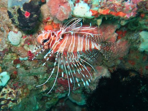 anilao236
