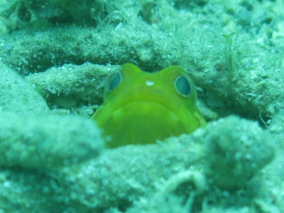 okinawa909.jpg