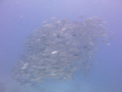 palau255.jpg