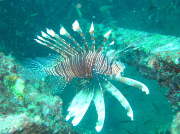 similan159.jpg