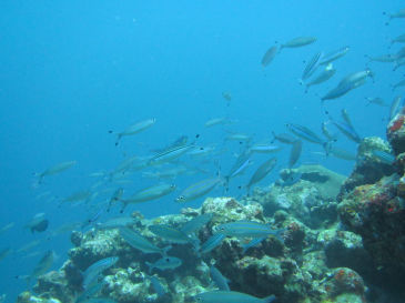 ishigaki119.jpg