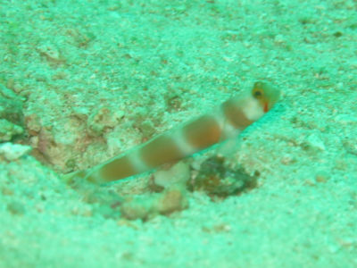 Maldives546.jpg