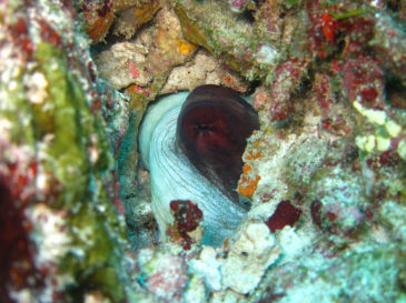 similan143.jpg