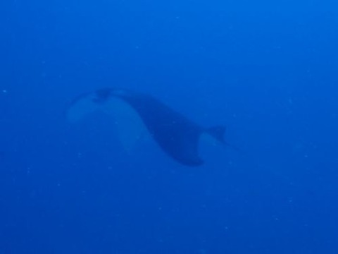 palau435