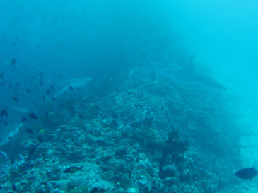 maldives4D6.jpg