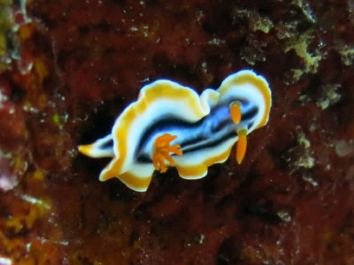 okinawa921.jpg