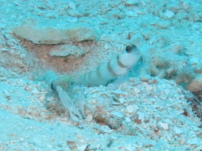 palau2B7.jpg