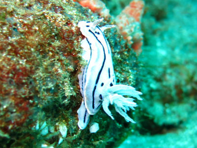 anilao135.jpg