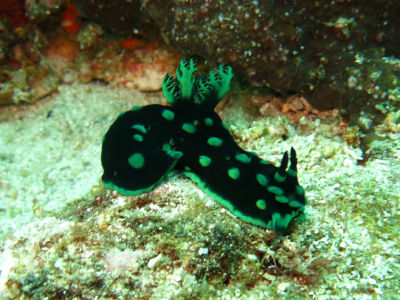 anilao129.jpg