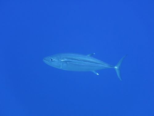 maldives632.jpg