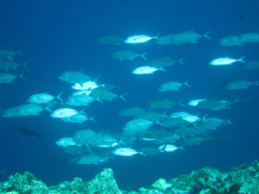 palau113.jpg
