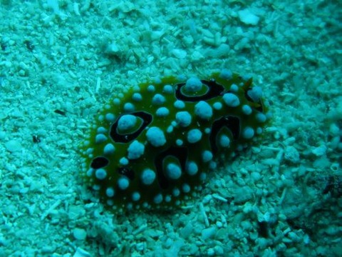 moalboal3b7