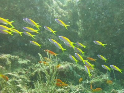 Maldives5i3.jpg