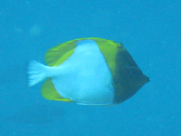 ishigaki120.jpg