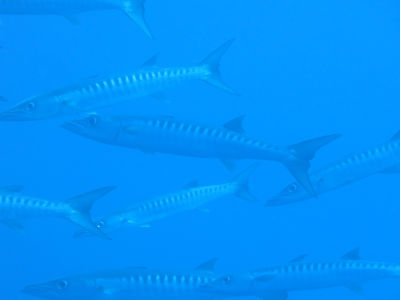 palau280.jpg