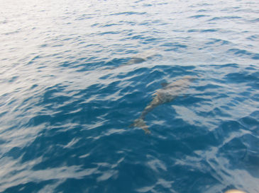 palau133.jpg