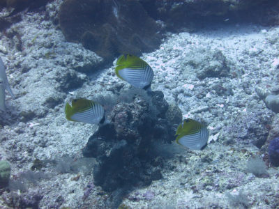 palau2A0.jpg