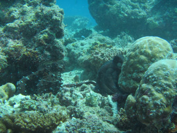 maldives4C9.jpg
