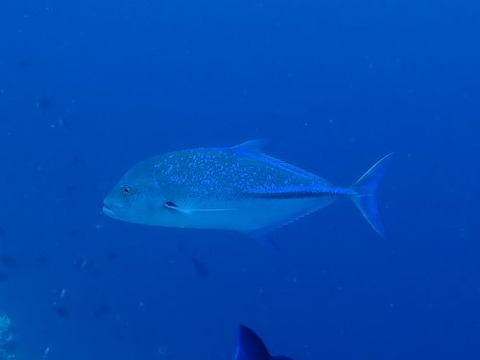 maldives781