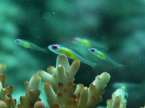 anilao373