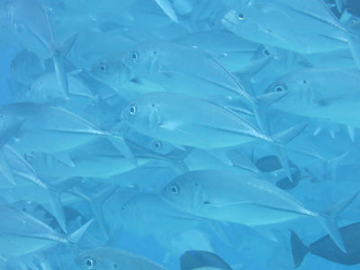 palau256.jpg