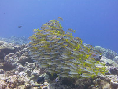 palau264.jpg