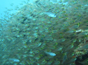 ishigaki130.jpg
