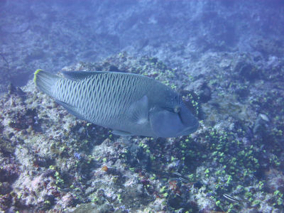 palau299.jpg