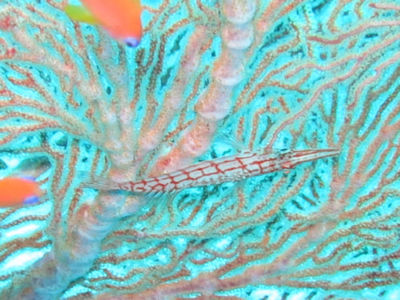 similan222.jpg