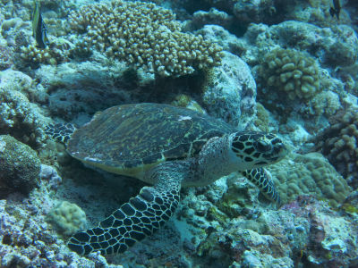 palau265.jpg