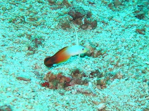anilao229