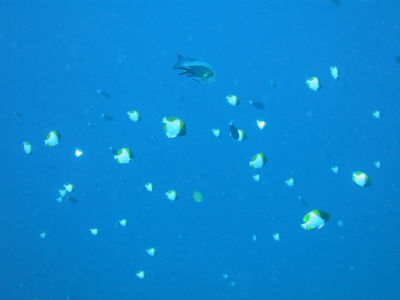 palau249.jpg