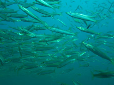 similan158.jpg