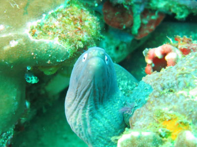 anilao161.jpg