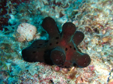 maldives4B7.jpg