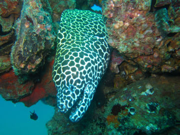 similan157.jpg