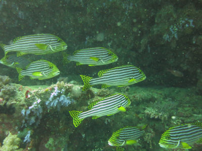 Maldives5i2.jpg