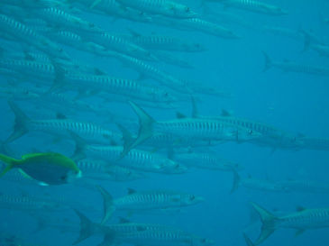 similan154.jpg