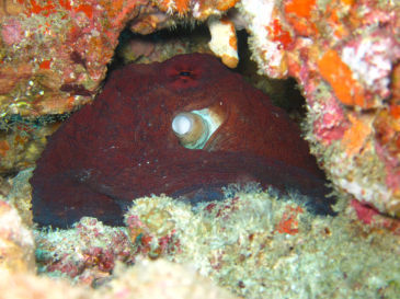 similan144.jpg