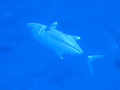 palau296.jpg