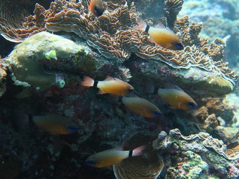 mactan173