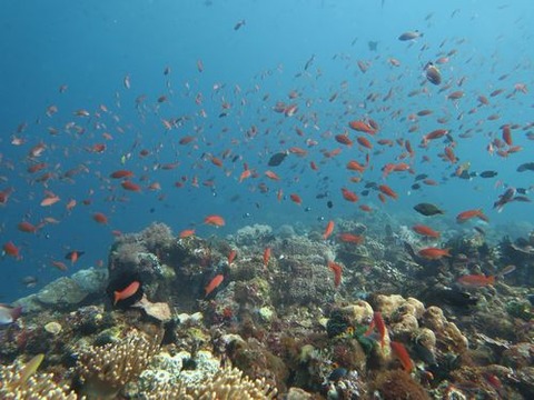 anilao224
