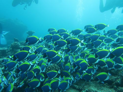 maldives634.jpg